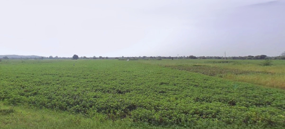 Anupgarh, Rajasthan 335701, India