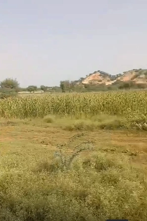 Q84P+5CW, Jaipur, Palu Kalan, Rajasthan, India - Photo 2
