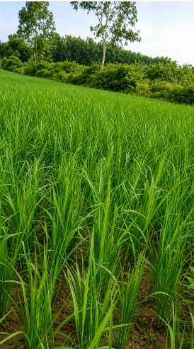 CWPQ+RF8, Muzaffarnagar, Chaurawala, Uttar Pradesh, India