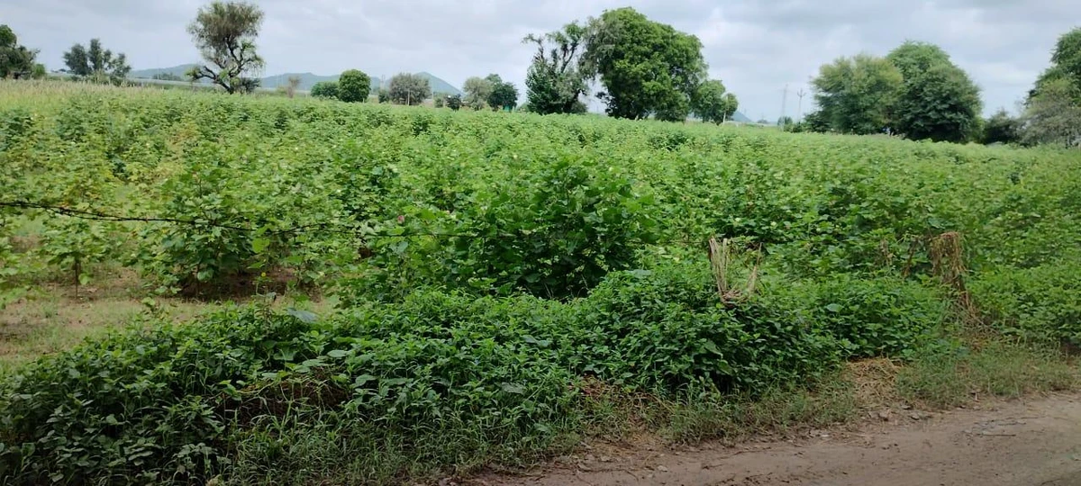 Barodameo, Rajasthan 301021, India