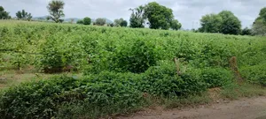 Barodameo, Rajasthan 301021, India preview 5