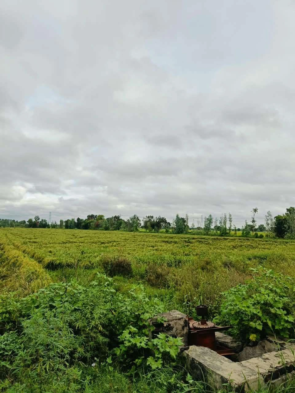 Bheema, Mathura, Uttar Pradesh 281204, India
