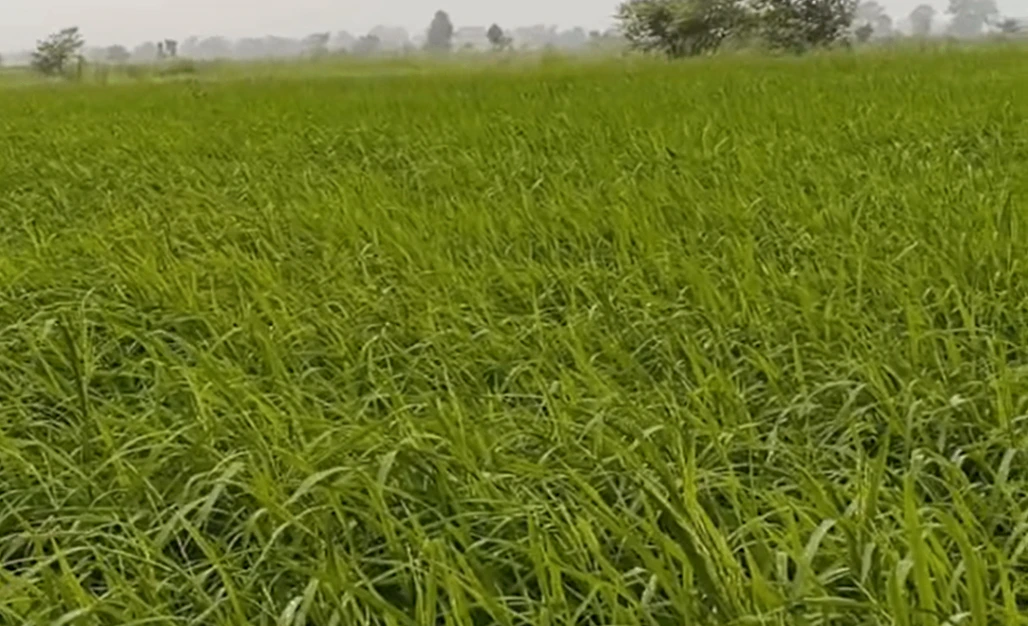 Pahadi, Seoni, Madhya Pradesh 480997, India