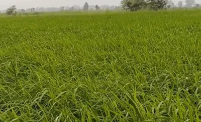 Pahadi, Seoni, Madhya Pradesh 480997, India preview 3