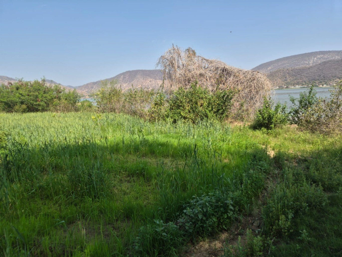 GGJF+3RP, Kishanpur, Rajasthan 301001, India preview 4