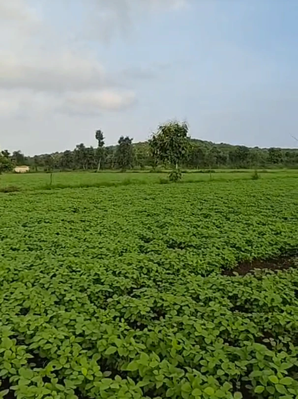 Girwani, Madhya Pradesh 473551, India
