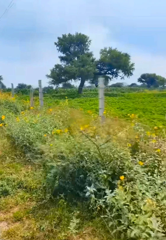 79WP+33 Lamiyan, Sikar, Rajasthan, India