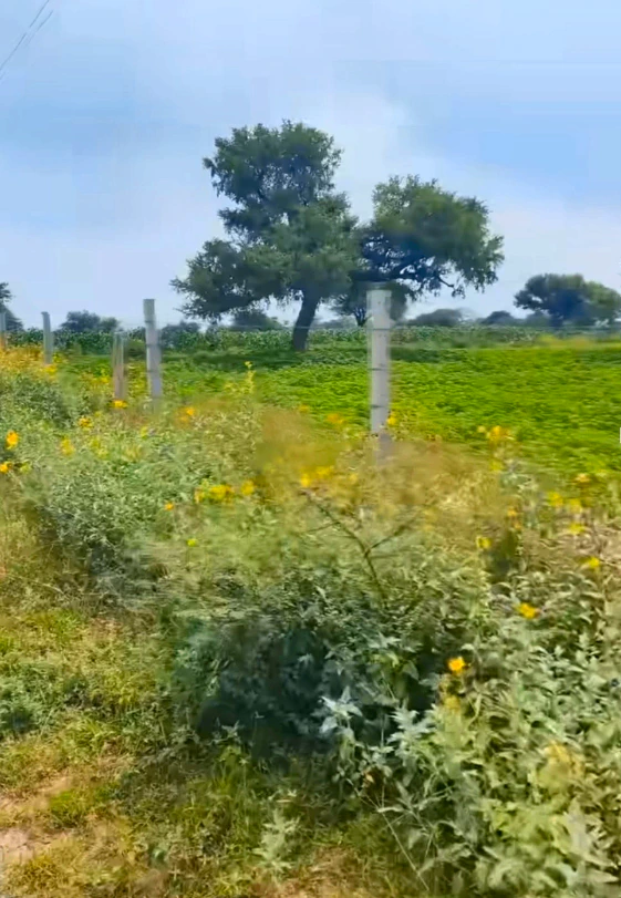 79WP+33 Lamiyan, Sikar, Rajasthan, India