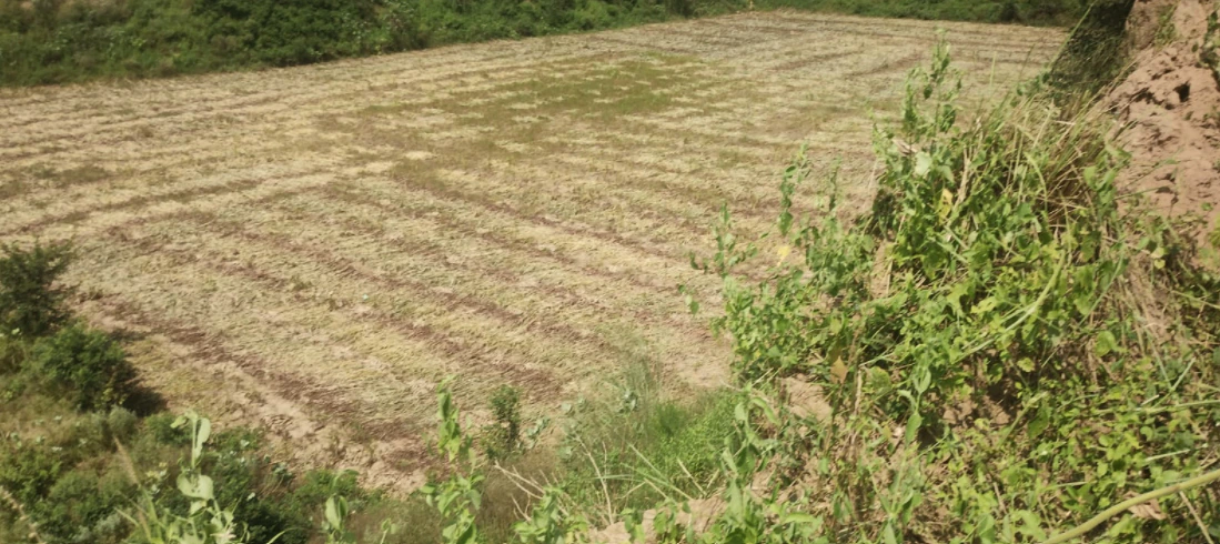 Dhilwan, Punjab 144804, India