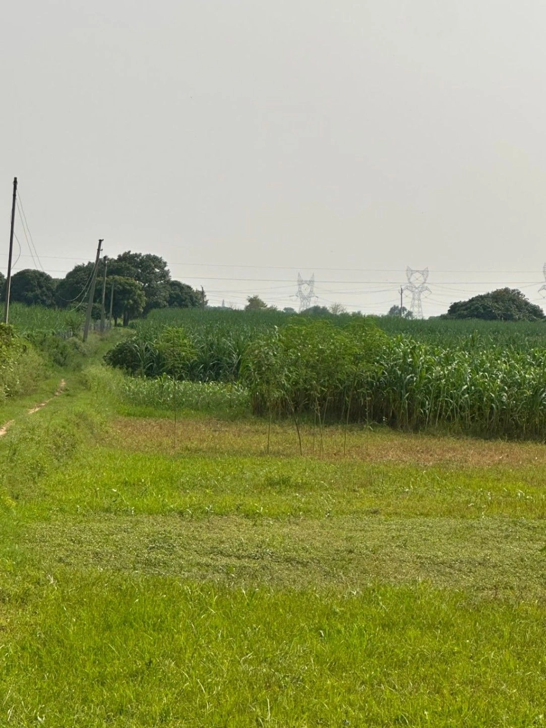 2R7P+947, Barodiya Khan, Madhya Pradesh 453551, India
