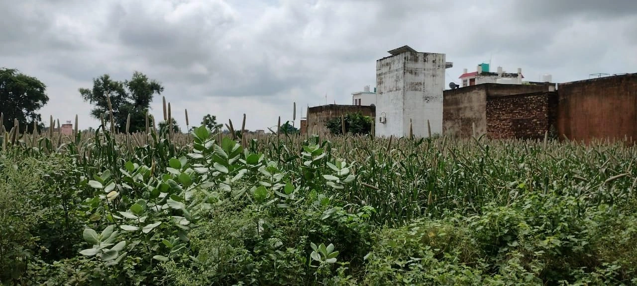 RWFG+JRV, Sastapur, Karnataka, India