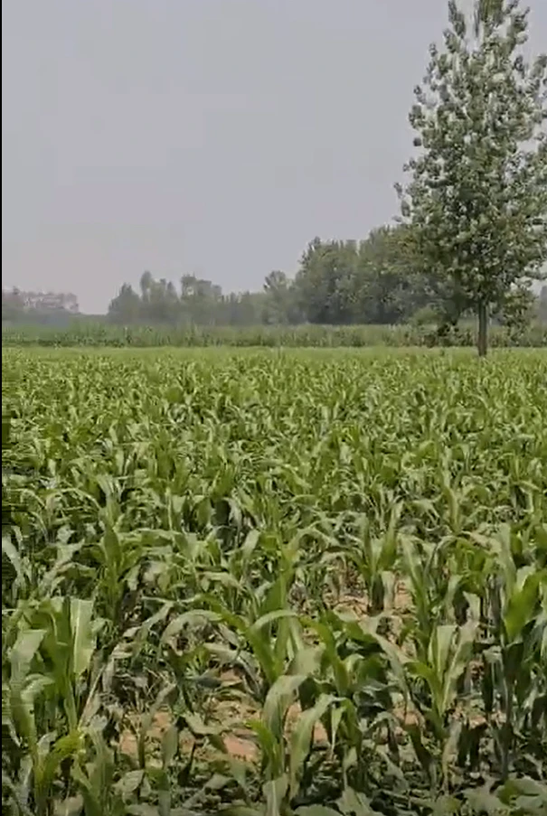Kishanpur, Jind, Haryana 126114, India