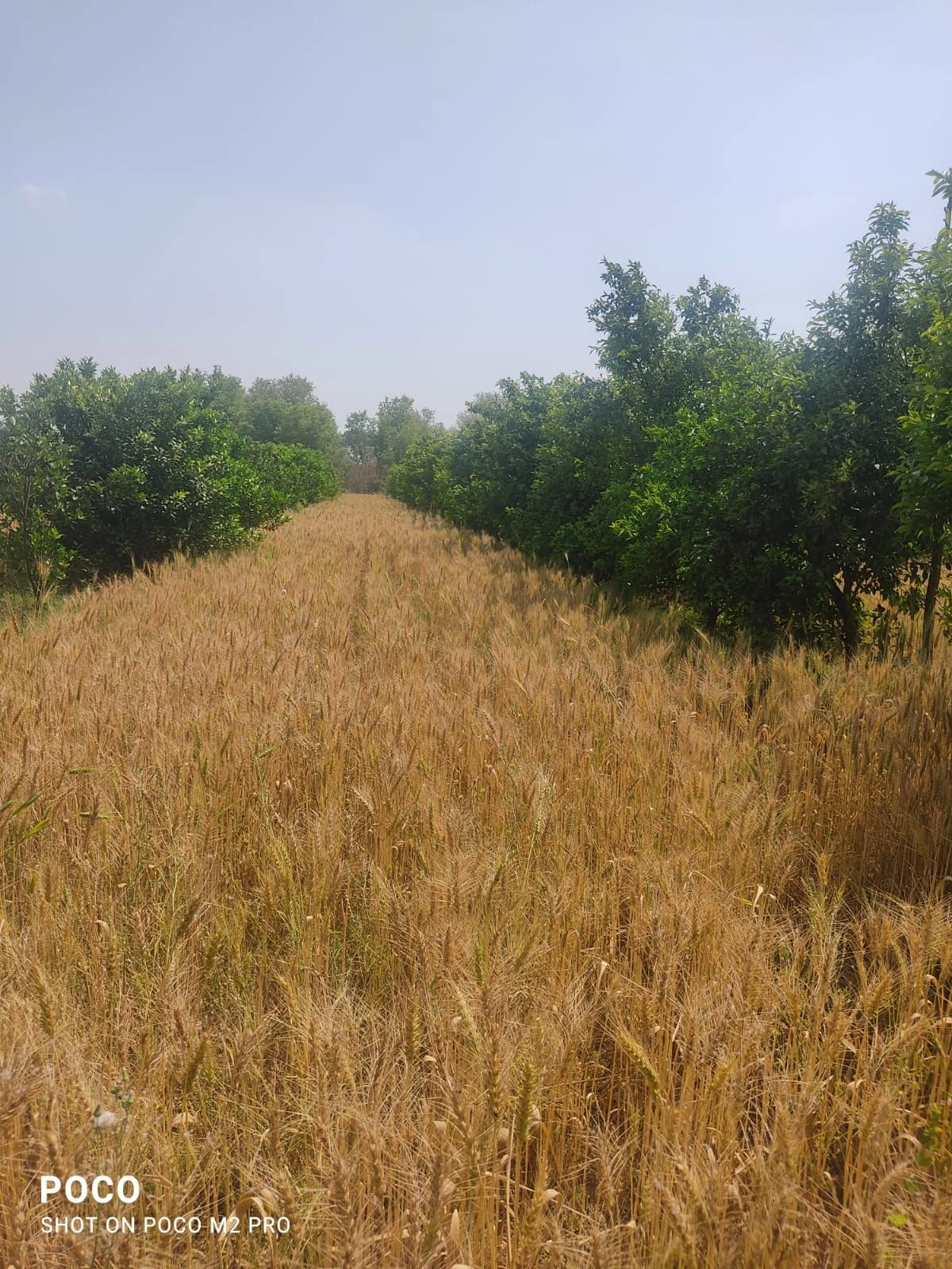 Charkhi Dadri, H7RJ+69V, Bhiwani, Charkhi Dadri, Haryana 127306, India