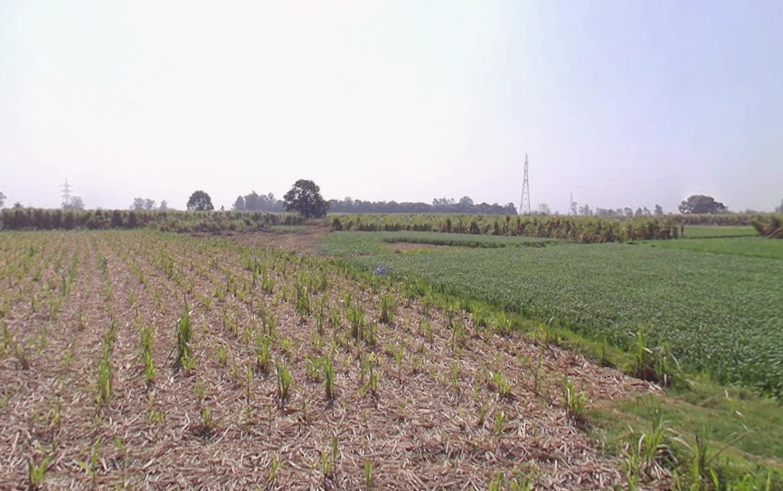 Mawana, Uttar Pradesh, India
