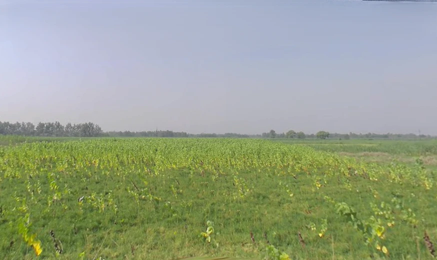 Nanauta Dehat, Uttar Pradesh 247452, India