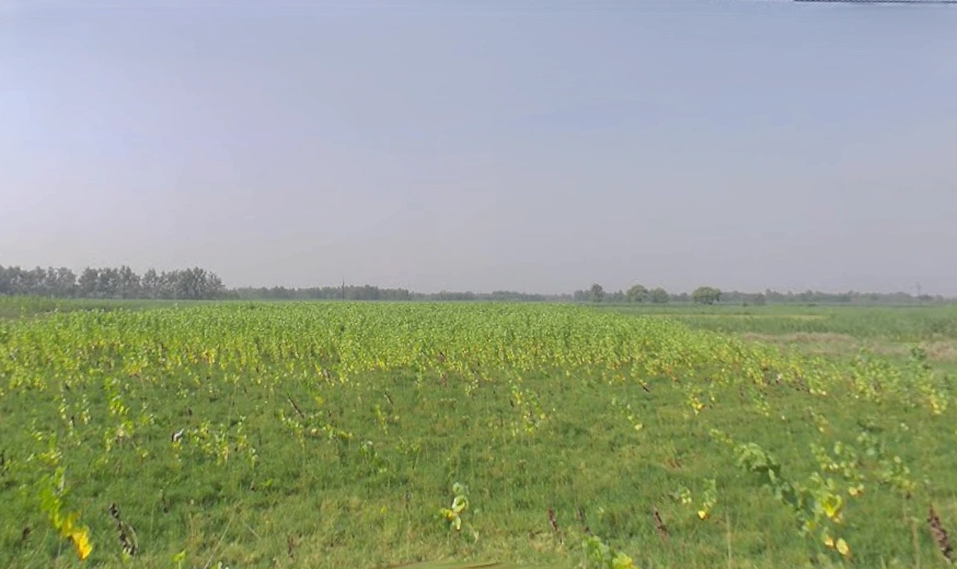 Nanauta Dehat, Uttar Pradesh 247452, India