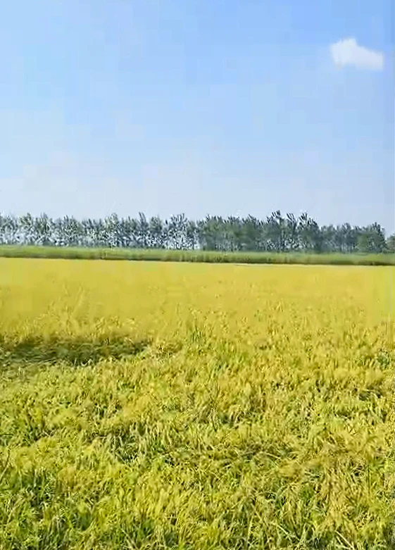Kishanpur, Bijnor, Uttar Pradesh, India