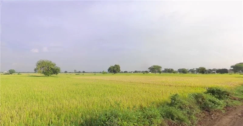 Khakhdi, Gujarat 384240, India