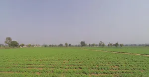 F8JP+8M Vanthli, Gujarat, India preview 3
