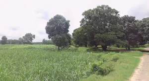 Mawana, Uttar Pradesh, India preview 2