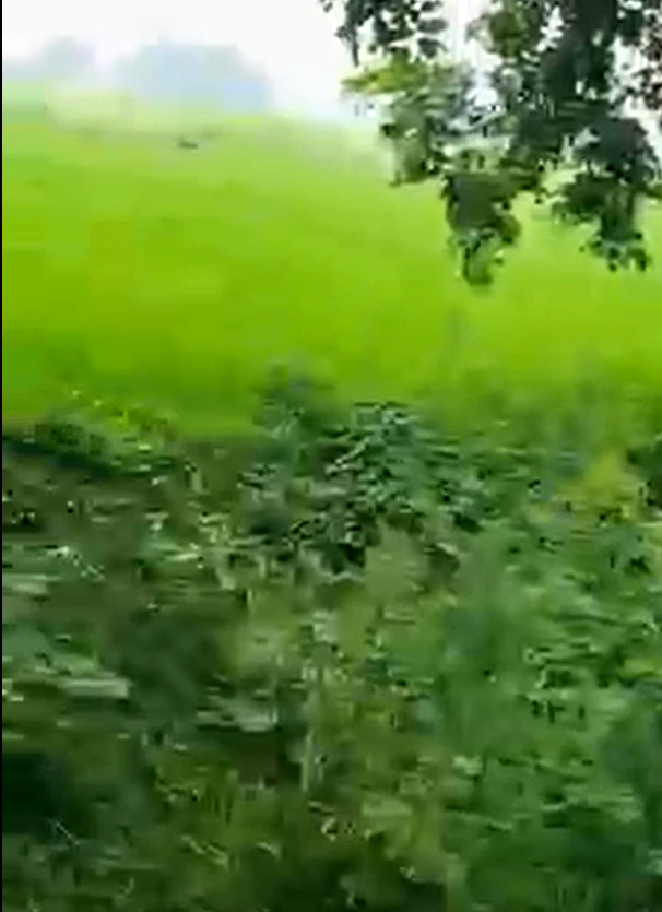 Najibabad, Bijnor, Uttar Pradesh 246763, India