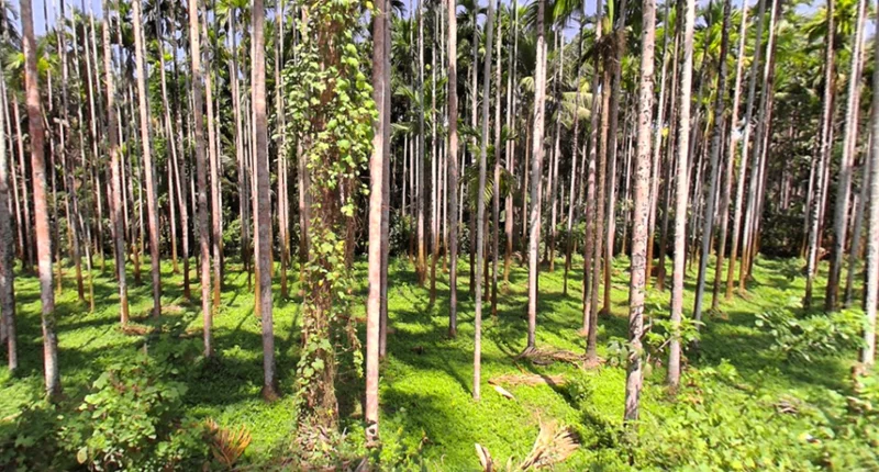 Belthangady, Karnataka 574214, India preview 2