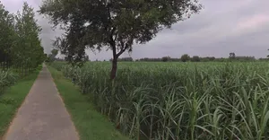 Jansath, Uttar Pradesh 251314, India preview 2