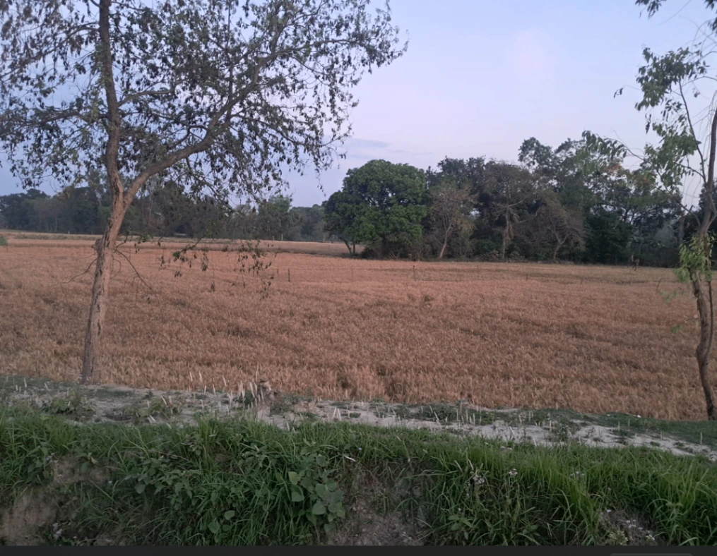 Kishangarh, Punjab 144301, India