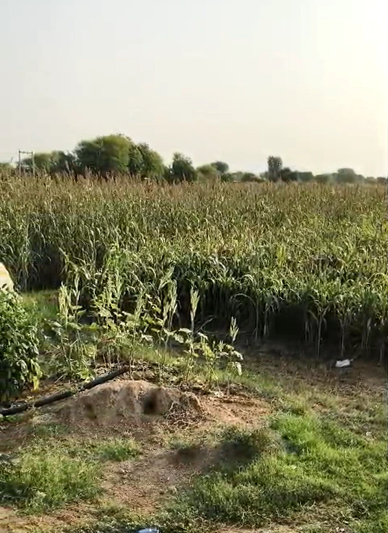 5R8W+FJ5, Jaipur, RJ SH 8B, Malera, Rajasthan 303806, India - Photo 2
