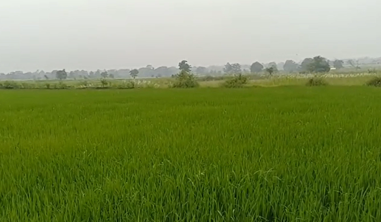 Ghusiya Mal., Dindori, Madhya Pradesh 481879, India