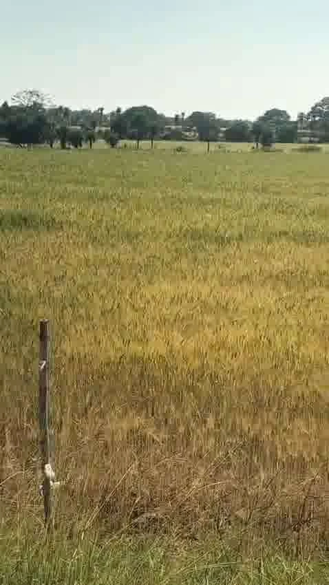 Purwa, Uttar Pradesh, India preview 3