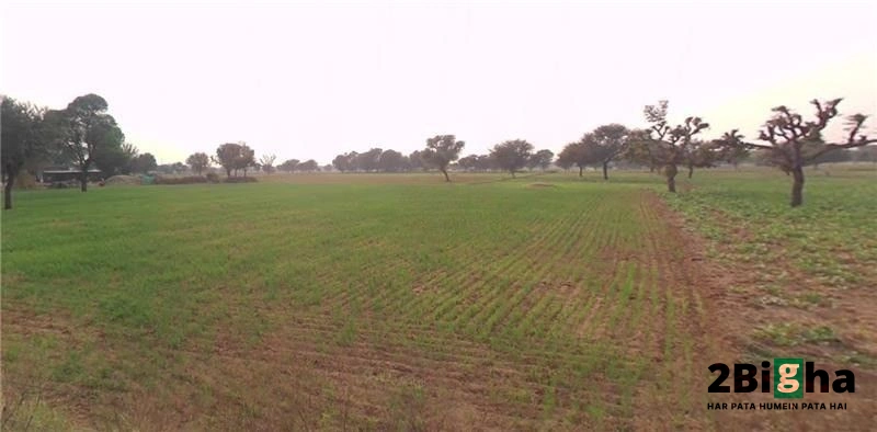 Dhodhsar, Rajasthan 303712, India