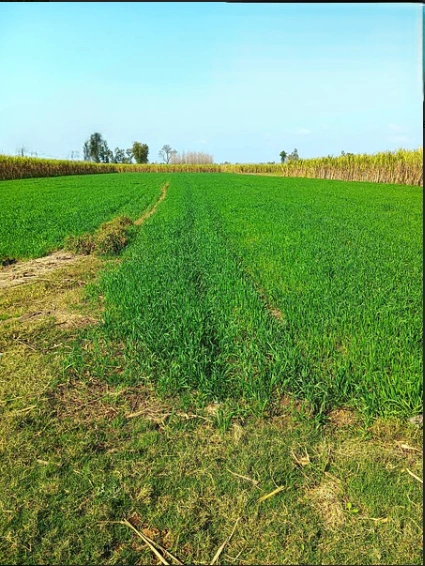 Laksar, Uttarakhand 247663, India