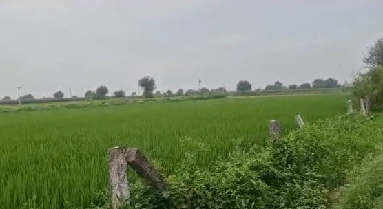 PGWM+JXC, Nagarkurnool, Veldanda, Telangana 509360, India - Photo 3