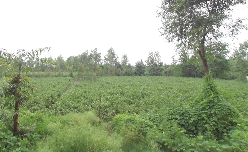 4RCX+RHF, Saharanpur Rd, Sunderpur, Uttar Pradesh 247662, India