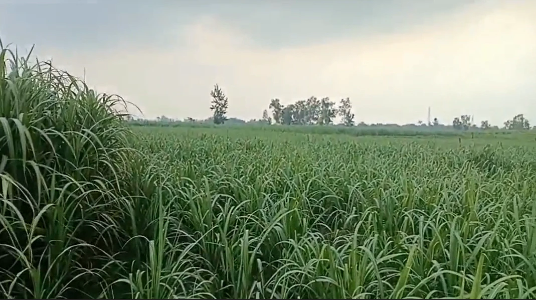R5CF+8W Moharka, Uttar Pradesh, India