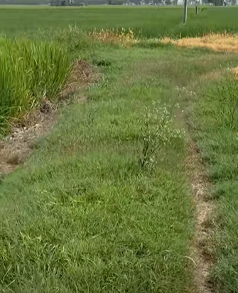 Bela, Punjab 140111, India