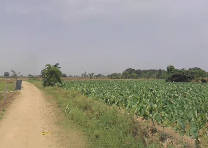 Aonla, Uttar Pradesh 243301, India
