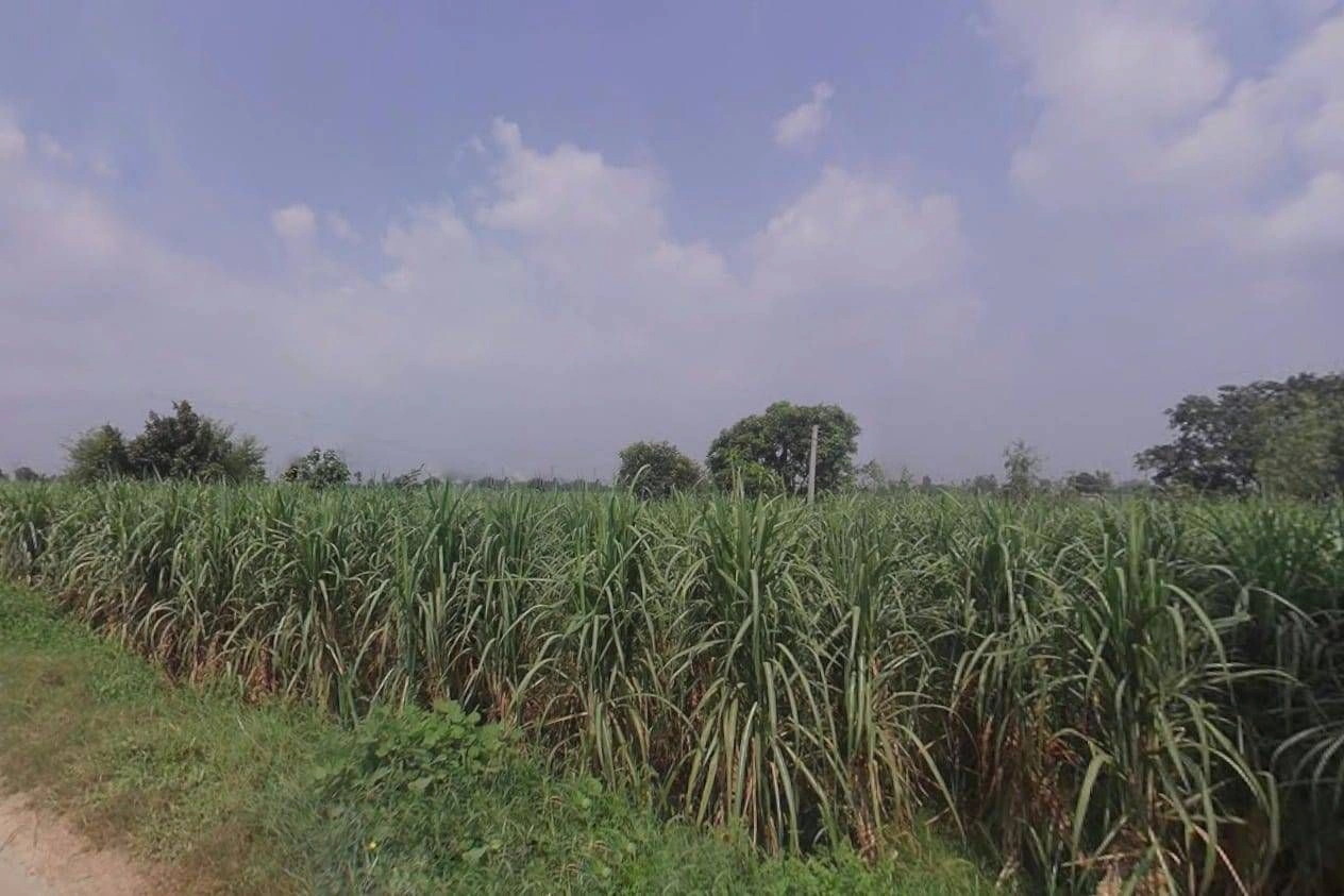 72H6+W95, Shikarpur, Uttar Pradesh 203395, India