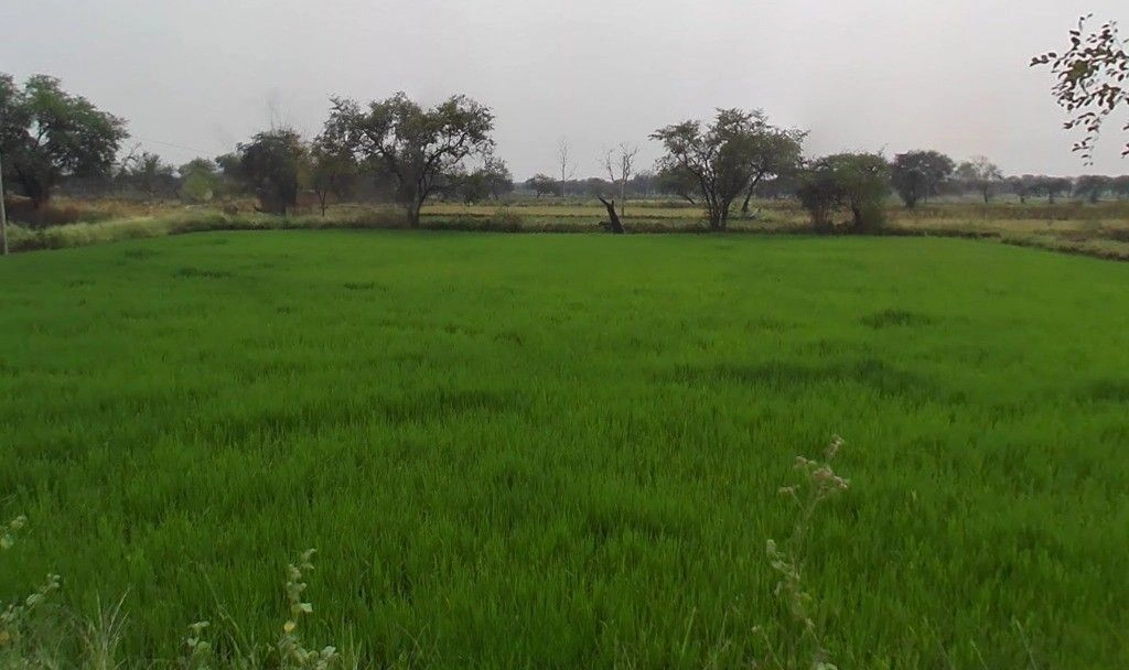 Sitalpur, Bihar, India