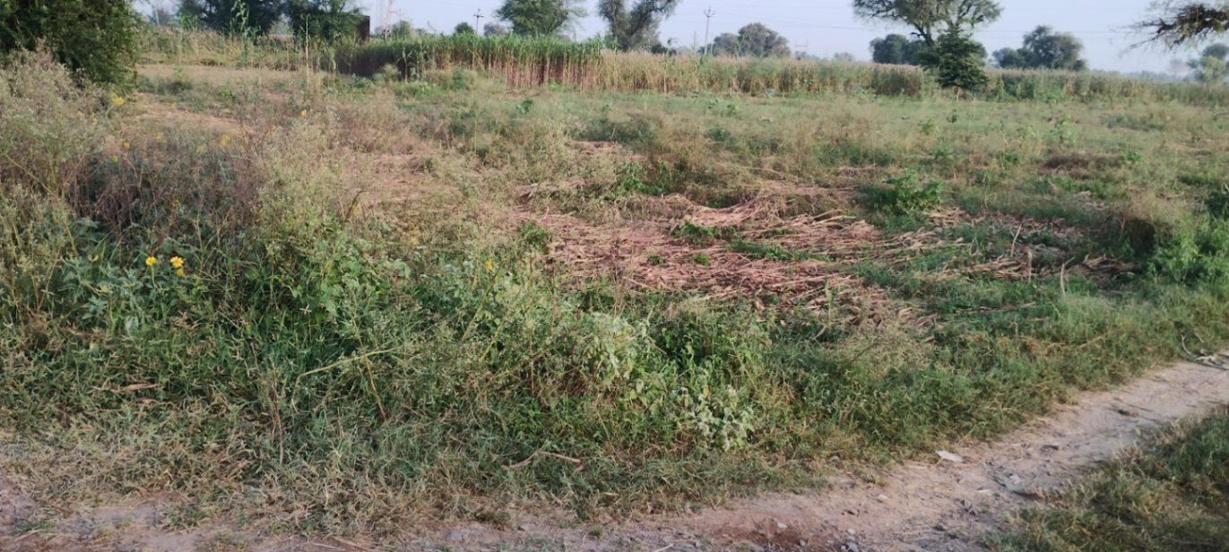 Chormar Khera, Sirsa, Haryana 125077, India