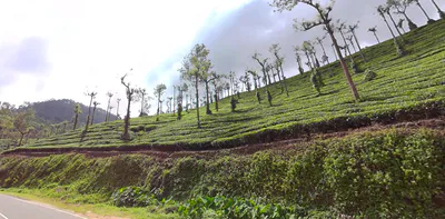 Kumily, Kerala, India preview 3