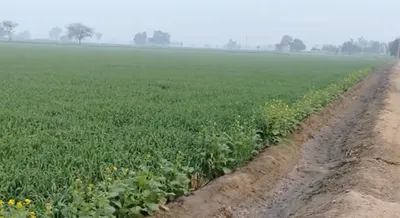 Kuthala Rd, Maler Kotla, Ferozepur Kuthala, Punjab 148023, India preview 2