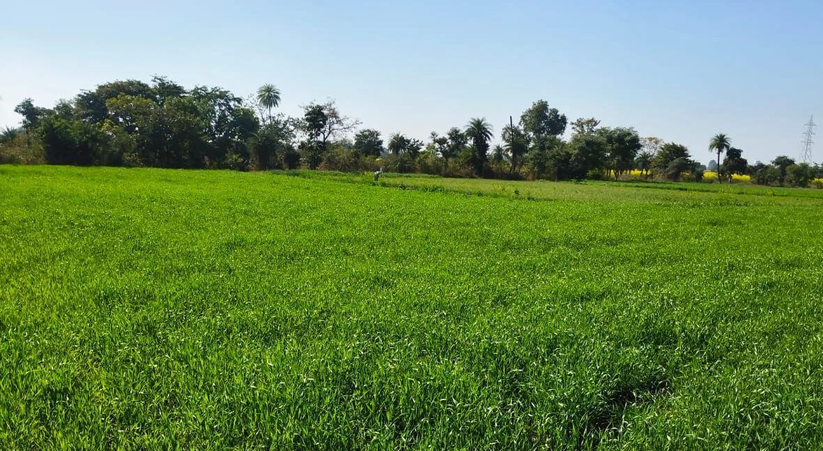 Suthaliya, Madhya Pradesh 465677, India