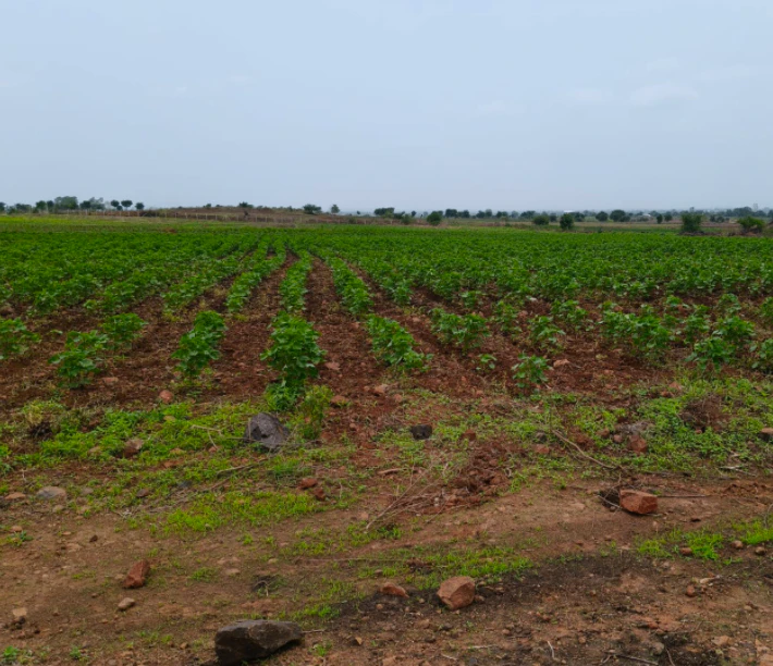 MC85+H2 Biruwala, Bijnor, Uttar Pradesh, India