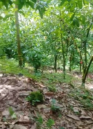 Mankulam, Kerala 685565, India