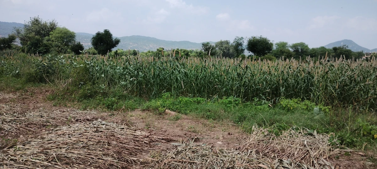 Dadhikar Rd, Hajipur, Rajasthan 301001, India