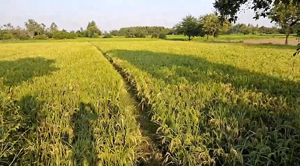 Dabhou - Bhadkad Rd, Anand, Bhadkad, Gujarat 387210, India