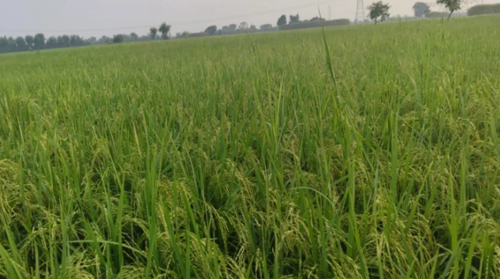 Pali, Rajasthan 306401, India