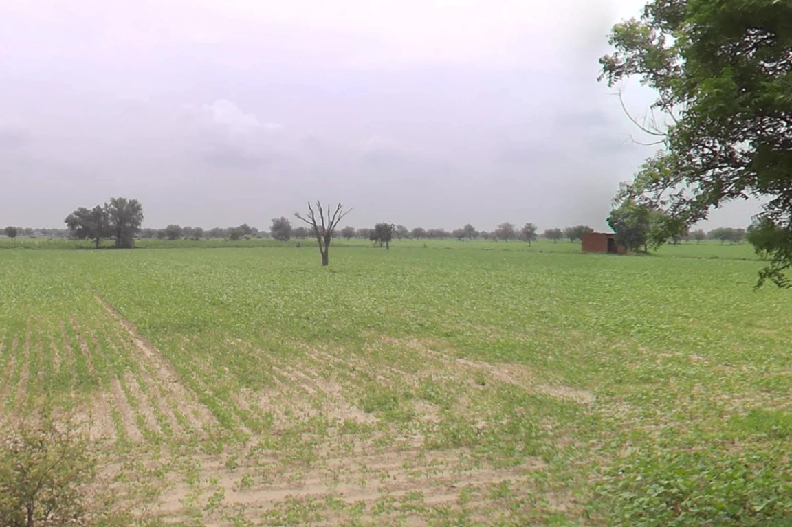 Budak, Haryana 125004, India